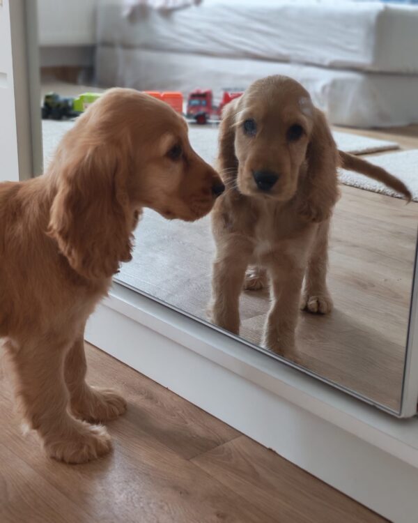 Zaria English Cocker Spaniel Zaria English Cocker Spaniel
