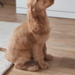 Zaria-English Cocker Spaniel Female puppy (2)