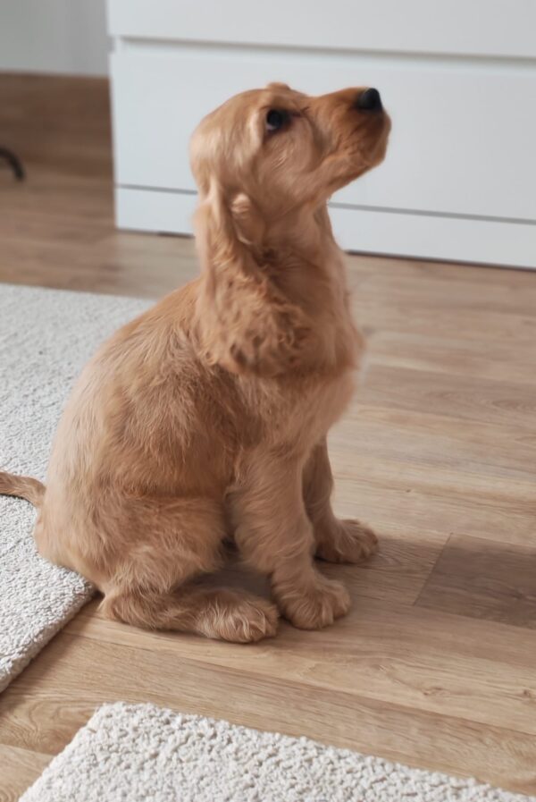 Zaria English Cocker Spaniel Zaria English Cocker Spaniel