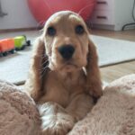 Zaria-English Cocker Spaniel Female puppy (3)