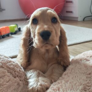 Zaria English Cocker Spaniel Zaria English Cocker Spaniel