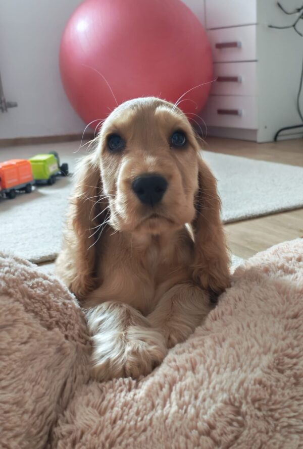 Zaria English Cocker Spaniel Zaria English Cocker Spaniel