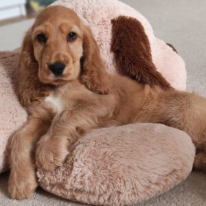 Zaria English Cocker Spaniel Zaria English Cocker Spaniel