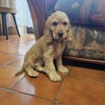 Zaria female English Cocker Spaniel for sale01