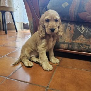 Zaria English Cocker Spaniel Zaria English Cocker Spaniel
