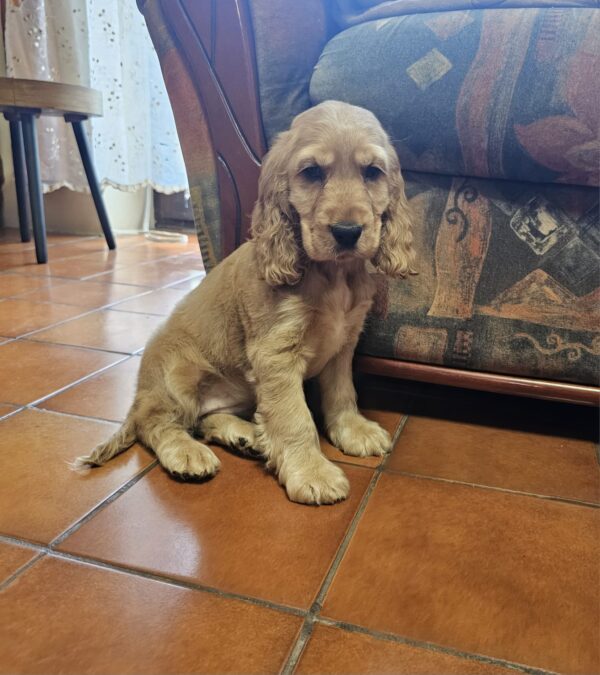 Zaria English Cocker Spaniel Zaria English Cocker Spaniel