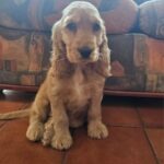 Zaria female English Cocker Spaniel for sale02