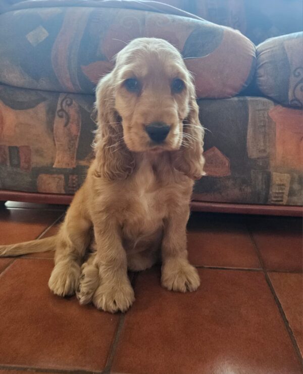 Zaria English Cocker Spaniel Zaria English Cocker Spaniel