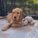 Zaria-female-ecs-puppy-for-sale- (1)