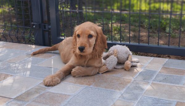 Zaria English Cocker Spaniel Zaria English Cocker Spaniel