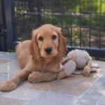 Zaria-female-ecs-puppy-for-sale- (2)