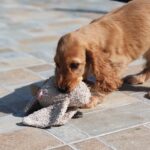 Zaria-female-ecs-puppy-for-sale- (3)