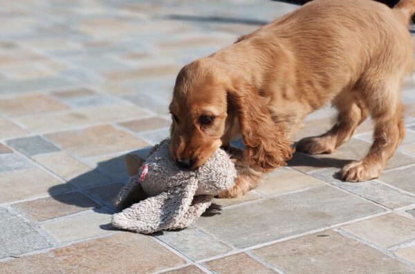 Zaria English Cocker Spaniel Zaria English Cocker Spaniel