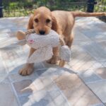 Zaria-female-ecs-puppy-for-sale- (4)