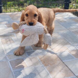 Zaria English Cocker Spaniel Zaria English Cocker Spaniel