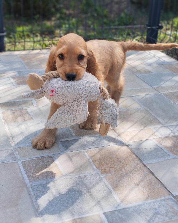 Zaria English Cocker Spaniel Zaria English Cocker Spaniel