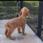 Zaria-female-ecs-puppy-for-sale- (5)