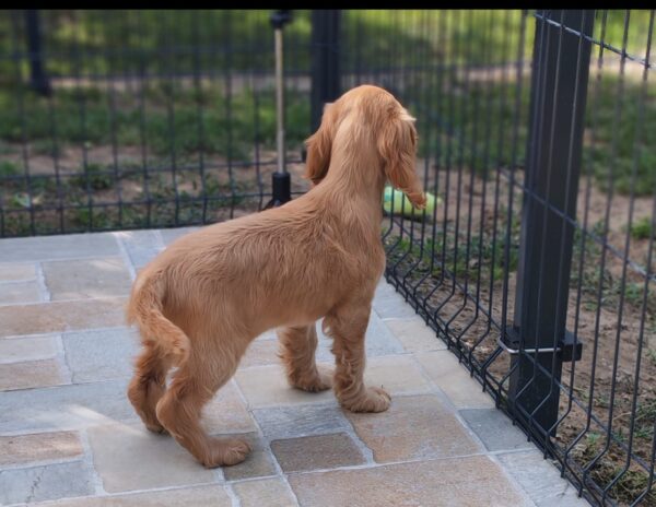 Zaria English Cocker Spaniel Zaria English Cocker Spaniel