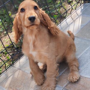 Zaria English Cocker Spaniel Zaria English Cocker Spaniel