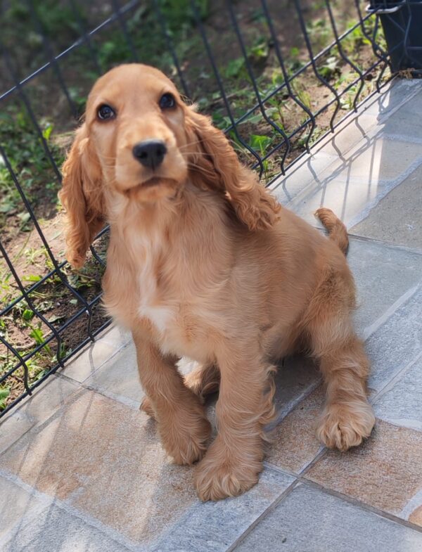Zaria English Cocker Spaniel Zaria English Cocker Spaniel