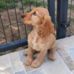 Zaria-female-ecs-puppy-for-sale- (7)