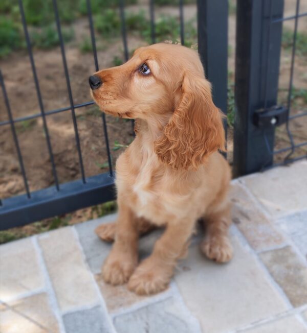 Zaria English Cocker Spaniel Zaria English Cocker Spaniel