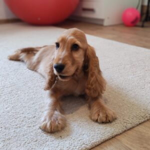 Zaria English Cocker Spaniel Zaria English Cocker Spaniel