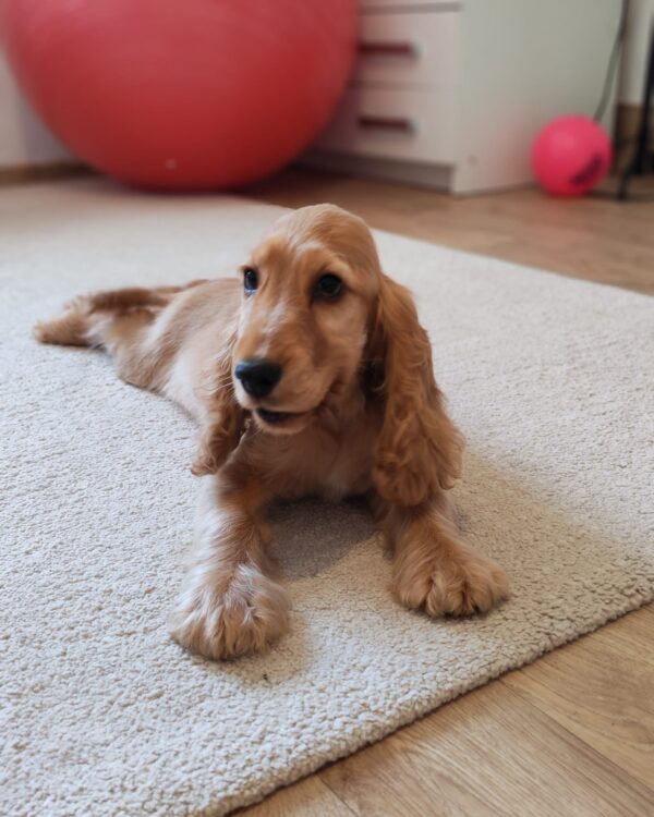 Zaria English Cocker Spaniel Zaria English Cocker Spaniel