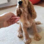Zaria-female-english-cocker-spaniel-puppy-for-sale- (2)
