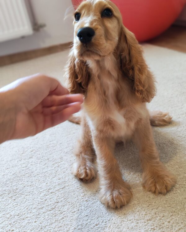 Zaria English Cocker Spaniel Zaria English Cocker Spaniel