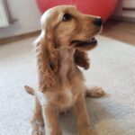 Zaria-female-english-cocker-spaniel-puppy-for-sale- (3)