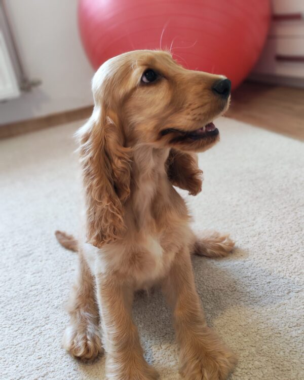 Zaria English Cocker Spaniel Zaria English Cocker Spaniel