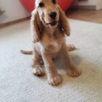 Zaria-female-english-cocker-spaniel-puppy-for-sale- (4)