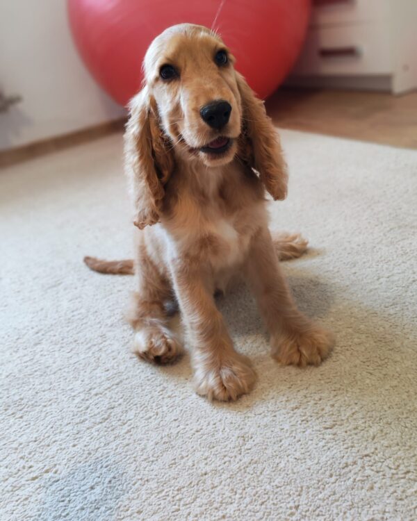 Zaria English Cocker Spaniel Zaria English Cocker Spaniel