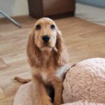 Zaria-female-english-cocker-spaniel-puppy-for-sale- (5)
