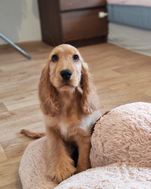 Zaria English Cocker Spaniel Zaria English Cocker Spaniel