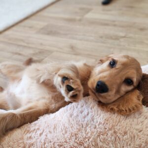 Zaria English Cocker Spaniel Zaria English Cocker Spaniel