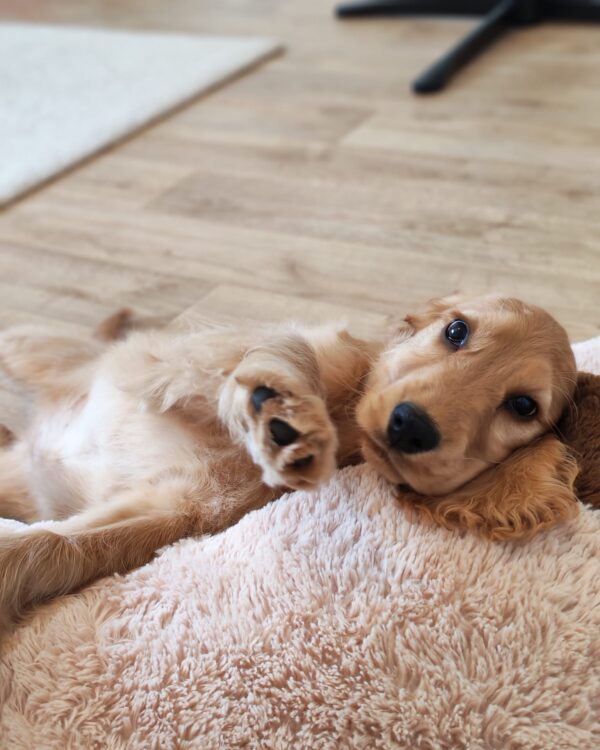 Zaria English Cocker Spaniel Zaria English Cocker Spaniel