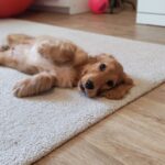 Zaria-female-english-cocker-spaniel-puppy-for-sale- (7)