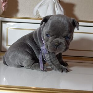 Zaza French Bulldog Zaza French Bulldog