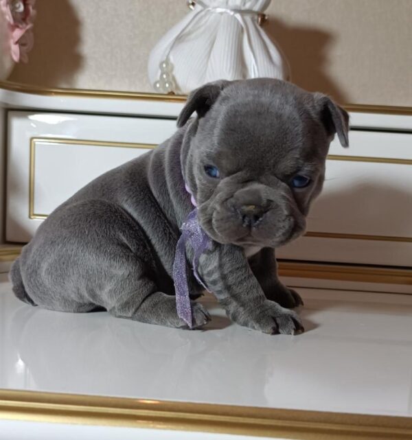 Zaza French Bulldog Zaza French Bulldog