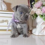 Zaza-female-french-bulldog-puppy-for-sale-1 (2)