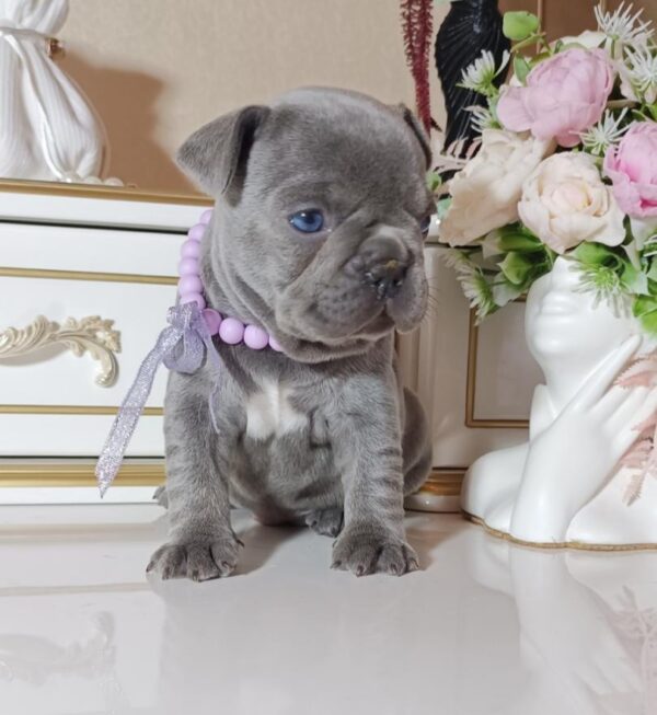 Zaza French Bulldog Zaza French Bulldog