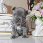 Zaza-female-french-bulldog-puppy-for-sale-1 (3)