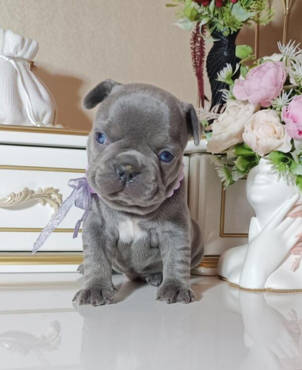 Zaza French Bulldog Zaza French Bulldog
