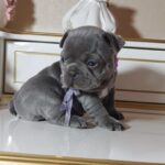 Zaza-female-french-bulldog-puppy-for-sale-1 (4)