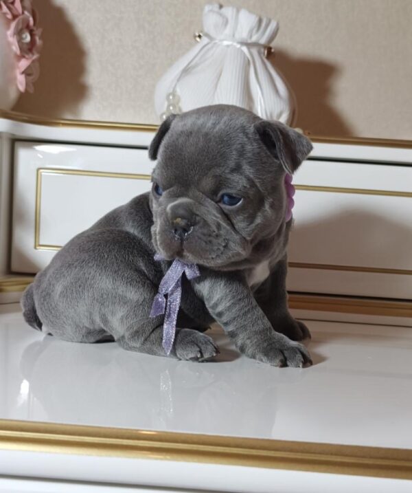 Zaza French Bulldog Zaza French Bulldog