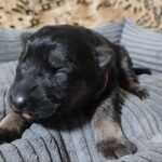 Zephyra-female-German-Shephard-puppy-for-sale-1