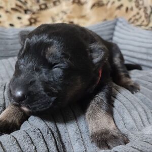 Zephyra German Shepherd Zephyra German Shepherd