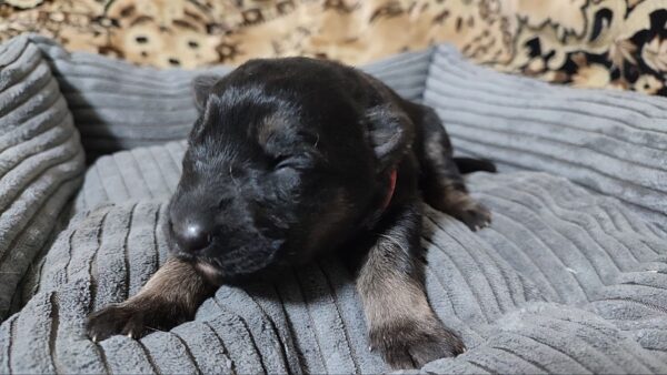 Zephyra German Shepherd Zephyra German Shepherd